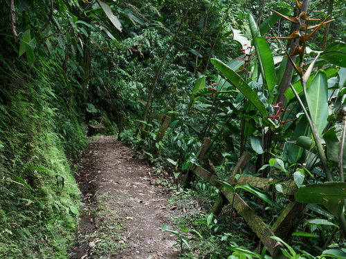 Puerto Limon Costa Rica banana plantation Shore Excursion Reviews