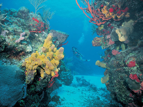 Belize Hol Chan Marine Park  Tickets