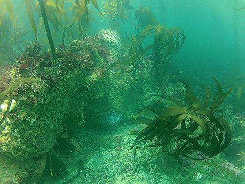 Ensenada tropical fish Booking