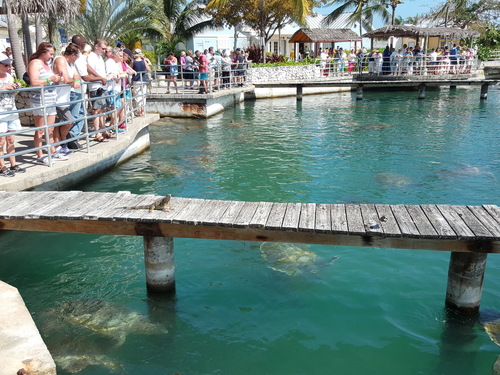Grand Cayman  Cayman Islands stingray city Tour Cost