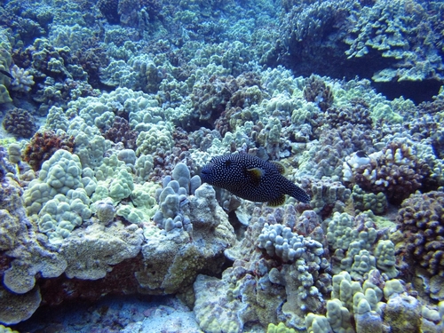 Lahaina semi submarine Cruise Excursion Prices