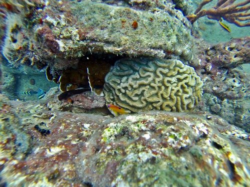 Barbados all inclusive party cruise Tour Booking