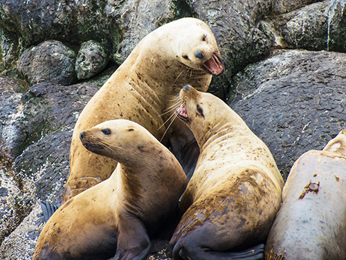 Seward Full Day Northwestern Kenai Fjords Cruise Excursion with Lunch