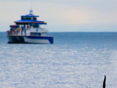 Seward Full Day Northwestern Kenai Fjords Cruise Excursion with Lunch