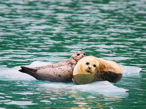 Seward Full Day Northwestern Kenai Fjords Cruise Excursion with Lunch