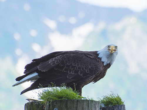 Seward Kenai Fjords 2 Glacier Viewing Cruise Excursion with Lunch