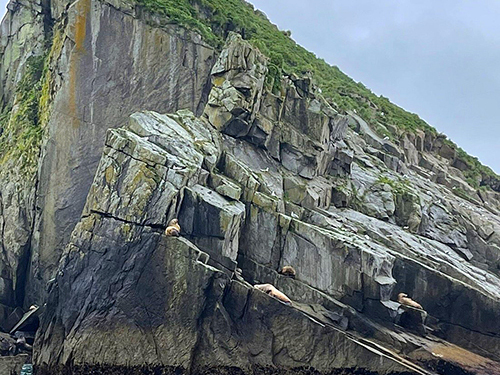 Seward Kenai Fjords Cruise Excursion with Lunch