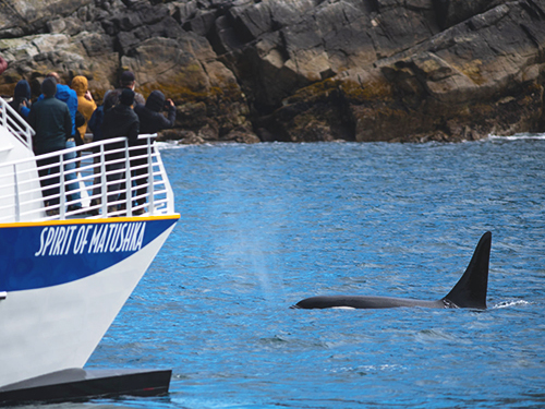 Seward Kenai Fjords Cruise Excursion with Lunch