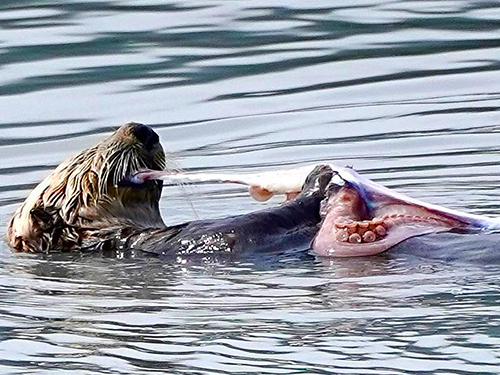 Seward Kenai Fjords Cruise Excursion with Lunch