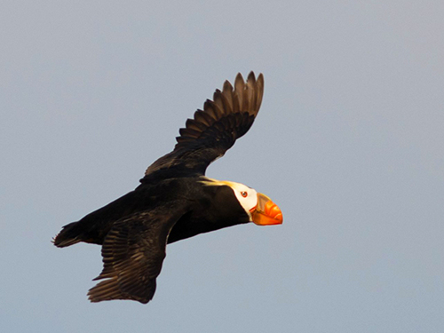 Seward Kenai Fjords Wildlife Cruise Excursion