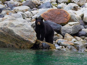 Seward Kenai Fjords Wildlife Cruise Excursion