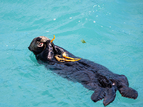 Seward Kenai Fjords Wildlife Cruise Excursion