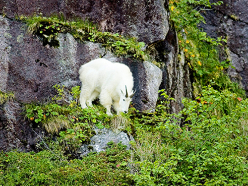 Seward Kenai Fjords Wildlife Cruise Excursion