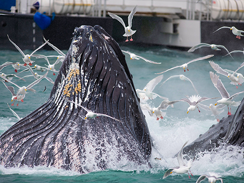 Seward Kenai Fjords Wildlife Cruise Excursion