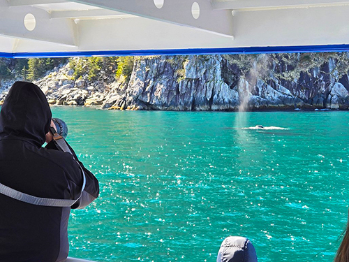 Seward Orca Whale Watching Cruise Excursion