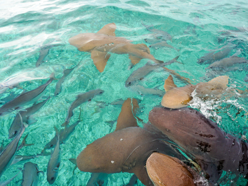 Belize hol chan marine park Excursion Reviews