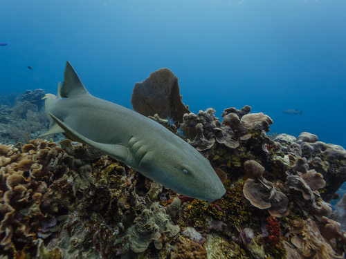 Belize City snorkel with sharks  Excursion Reviews
