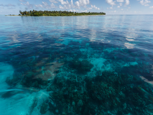 Belize snorkel with sharks  Cruise Excursion Booking