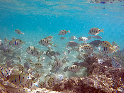 Roatan beach break Cruise Excursion Booking