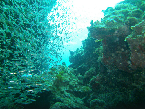 Grand Cayman wreck of Cali Excursion Reservations
