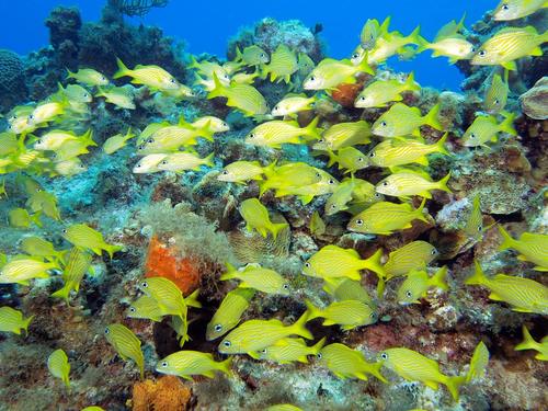 Grand Cayman George Town scuba diving Excursion Reservations