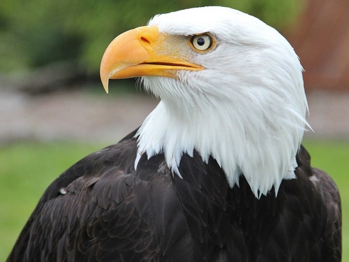 Sitka  Alaska / USA bald eagle Tour Reservations
