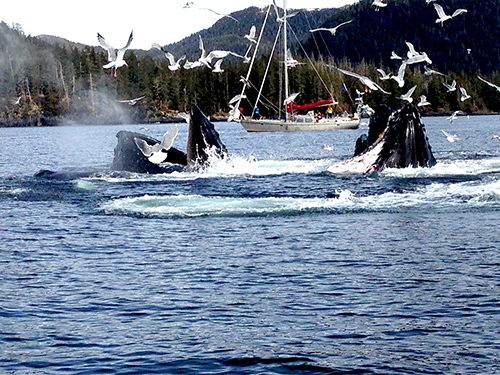 Sitka Alaska / USA Whale Shore Excursion Prices