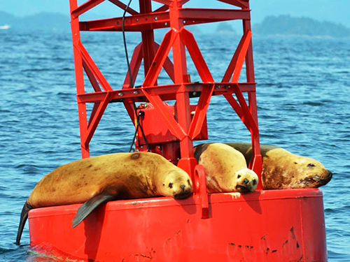 Sitka Seal Sightseeing Trip Tickets