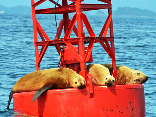 Sitka Seal Sightseeing Trip Tickets