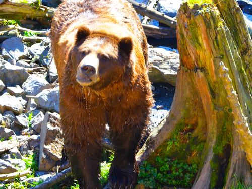 Sitka Fortress of the Bears Shore Excursion Tickets
