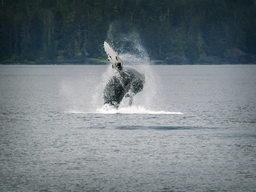 Sitka Whale Watching Excursion Tickets