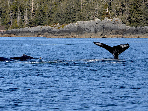 Sitka Alaska / USA Mt. Edgecumbe Shore Excursion Booking