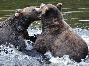 Sitka Scenic Sightseeing and Fortress of the Bear Excursion