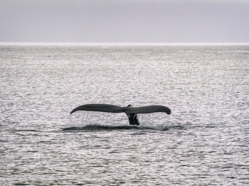 Sitka Alaska / USA Orca Sightseeing Trip Tickets