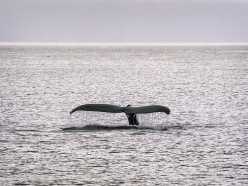 Sitka Alaska / USA Orca Sightseeing Trip Tickets