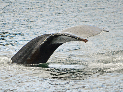 Sitka Alaska / USA Orca Cruise Excursion Booking