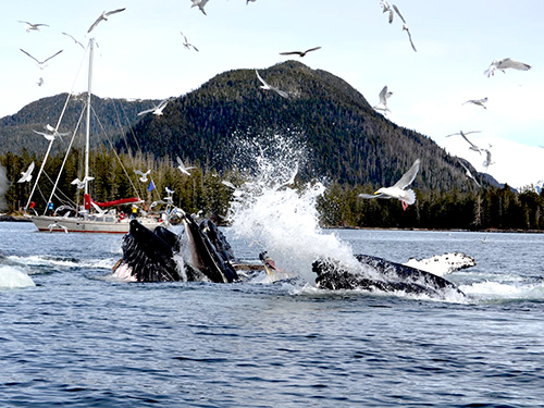 Sitka Alaska / USA Whale Watching Cruise Excursion Reservations