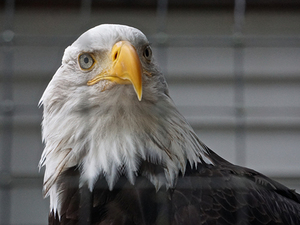 Sitka Wildlife and Culture Excursion: Bears, Raptors, and Totems