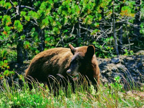Skagway Alaska Wildlife Sightseeing Trip Reviews