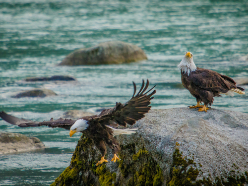 Skagway Gold Rush Walking Shore Excursion Reviews