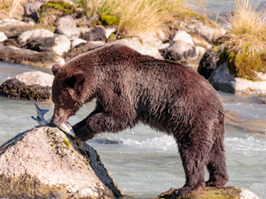 Skagway to Haines Chilkoot Nature and Wildlife Viewing with Dyea Nature Excursion