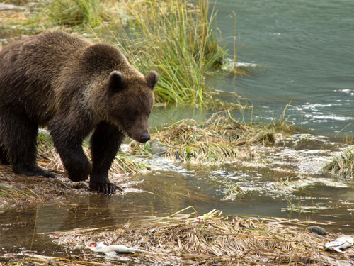 Skagway Fjords Sightseeing Cruise Excursion Cost