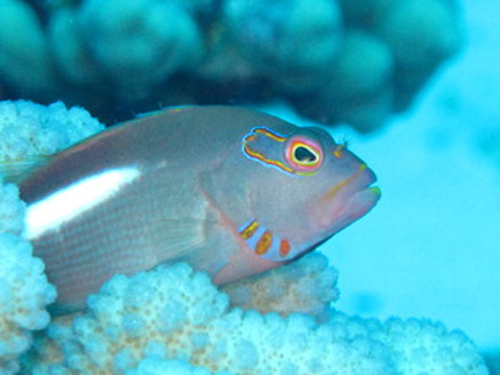 Hilo richardson beach Shore Excursion Tickets