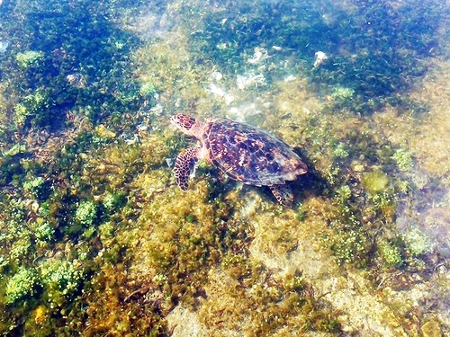 Freeport Blue Hole Snorkeling & Turtle Park Excursion - Freeport Excursions