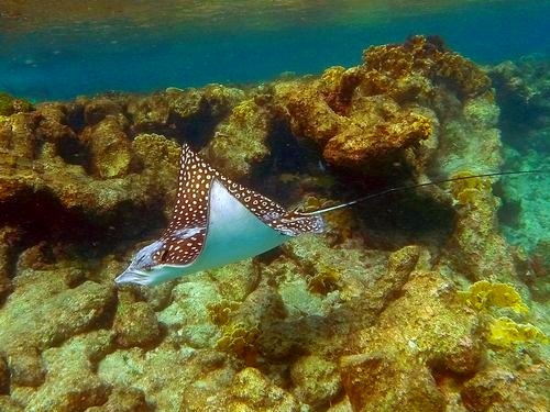 Bonaire sail and snorkel Cruise Excursion Cost