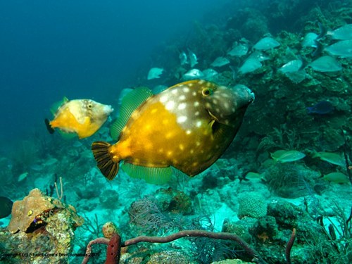 Nassau colorful coral formations Reviews