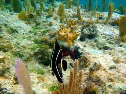Freeport  Bahamas unlimited snorkeling Excursion