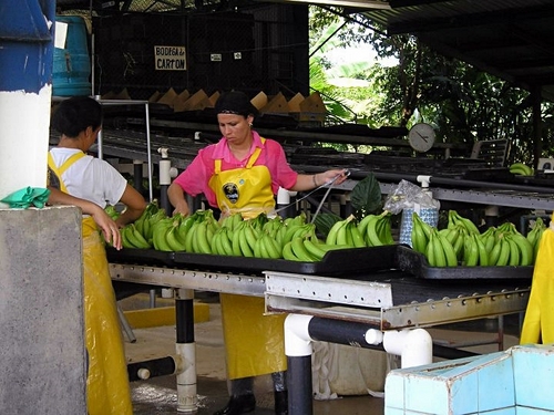 Puerto Limon Banana Plantation  Trip