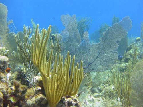 Grand Cayman scuba diving Trip Reviews