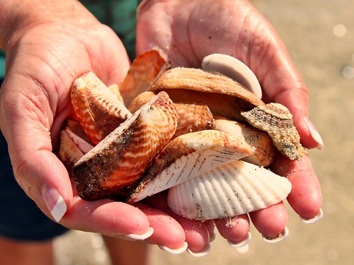 St. Kitts Basseterre sightseeing Cruise Excursion Reviews